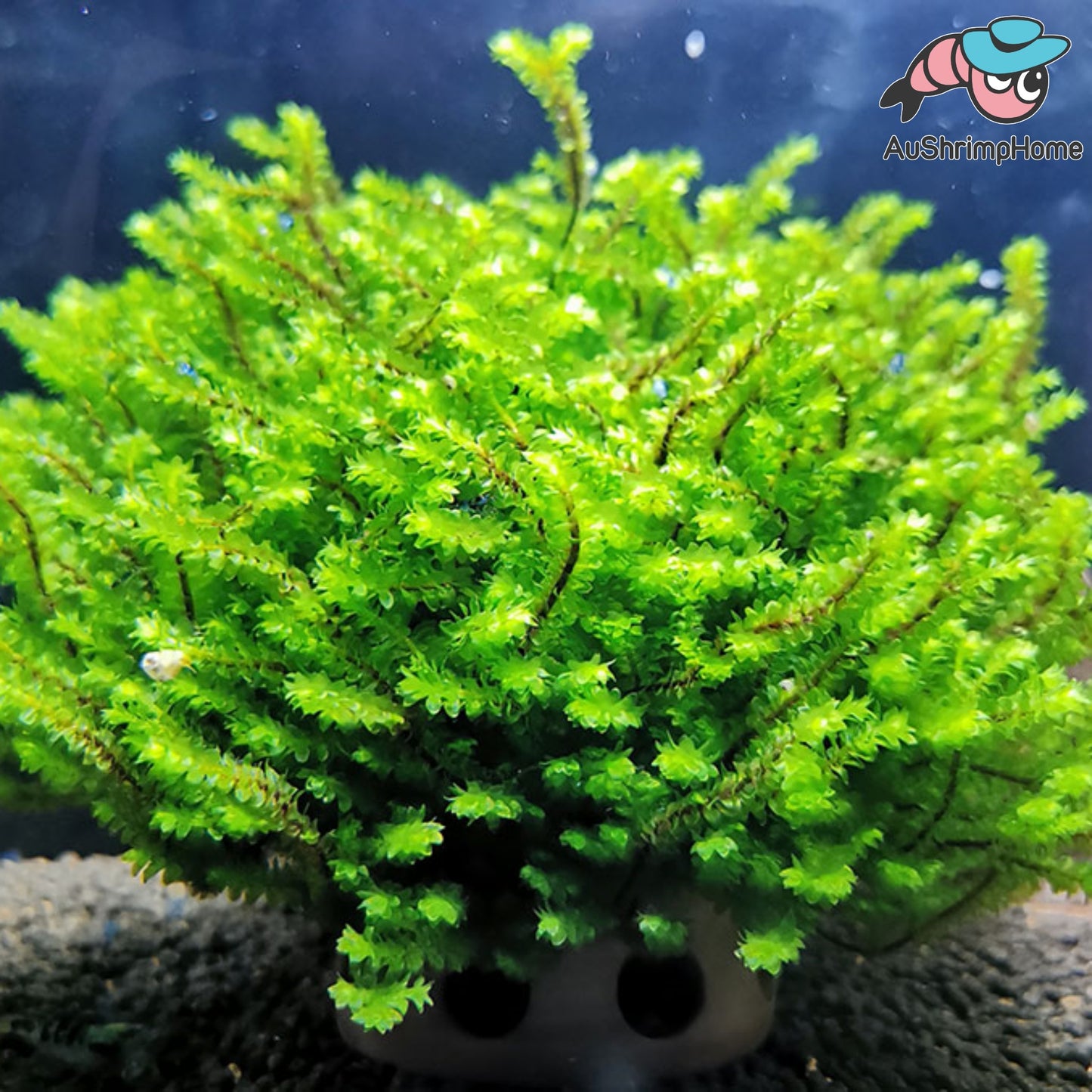 Hookeriaceae Moss | Extremely Rare