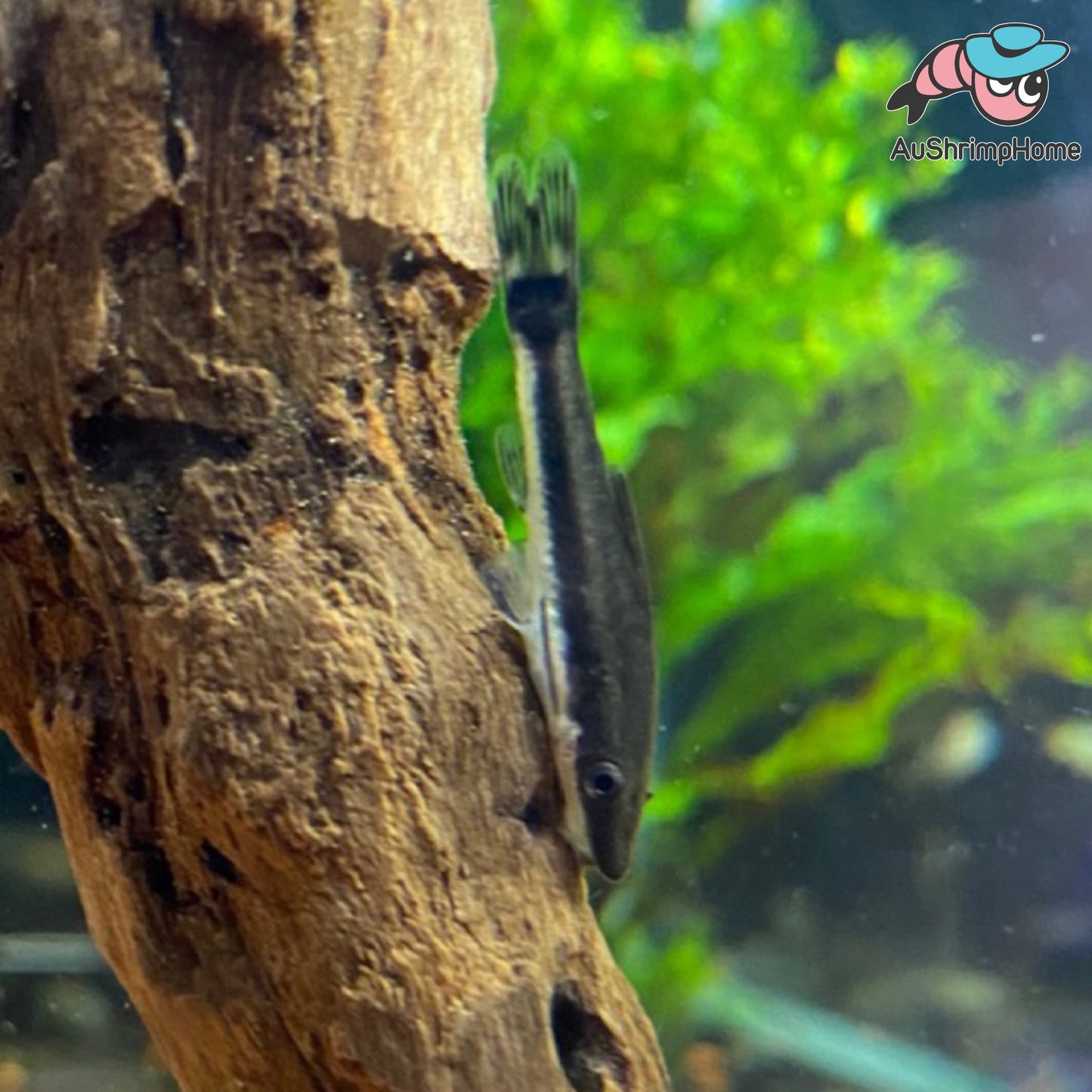 Otocinclus | Best Cleaner