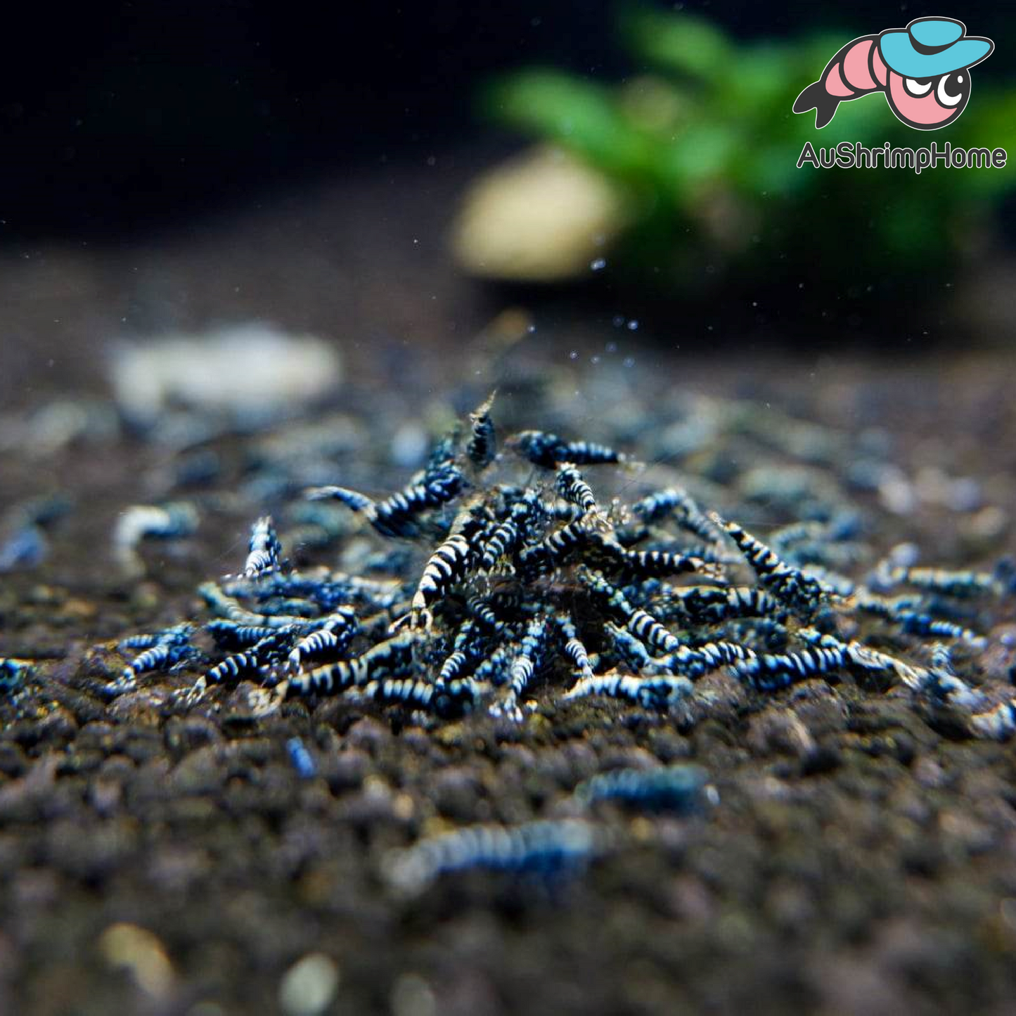 Black Galaxy Pinto | High Grade Sale!!!Sale!!!