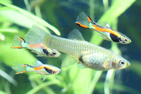 Endler Guppies
