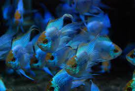 Balloon Neon Blue Ram