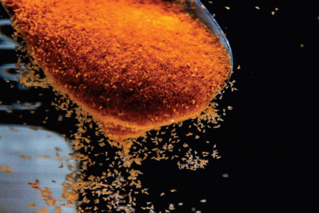 Brine Shrimps Eggs