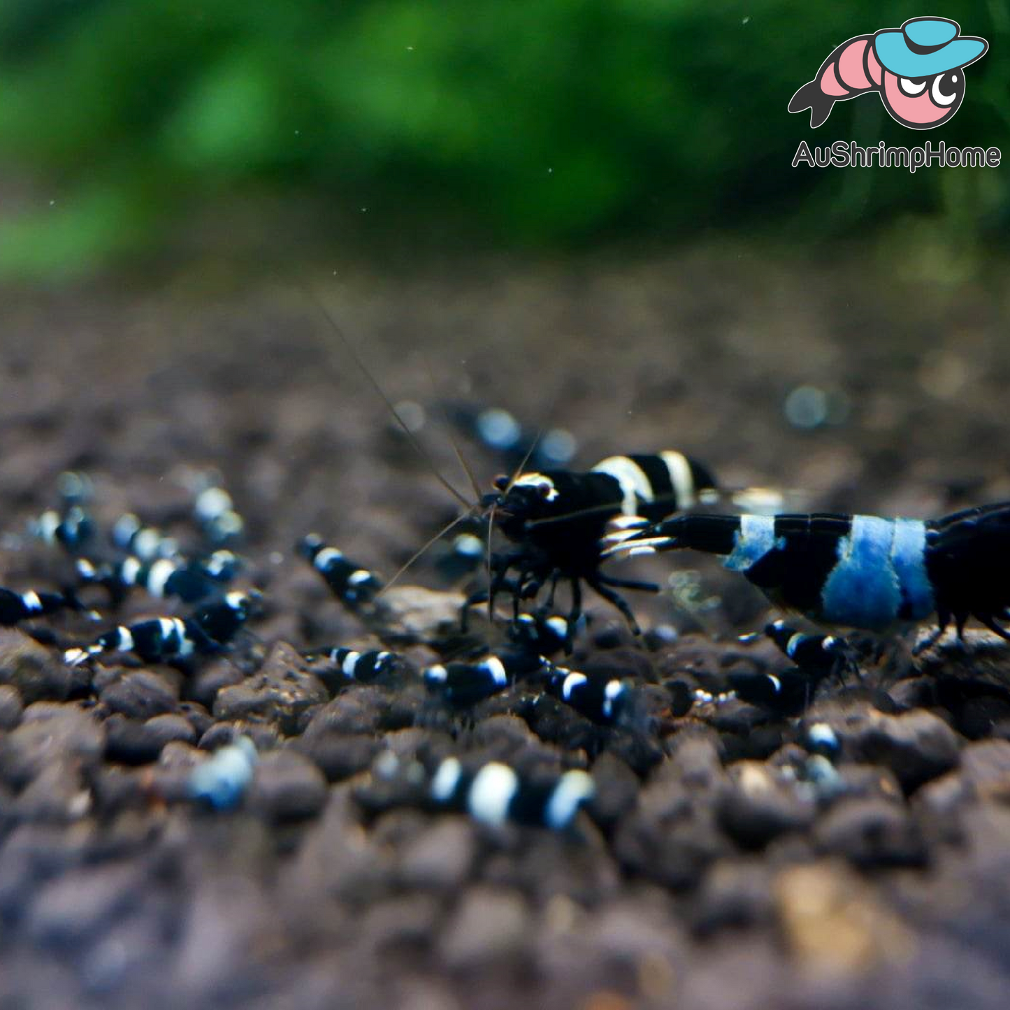 Black Panda | Blue Shadow