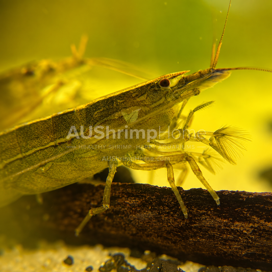 Australian Riffle Shrimp | Native Freshwater Aquarium Shrimp