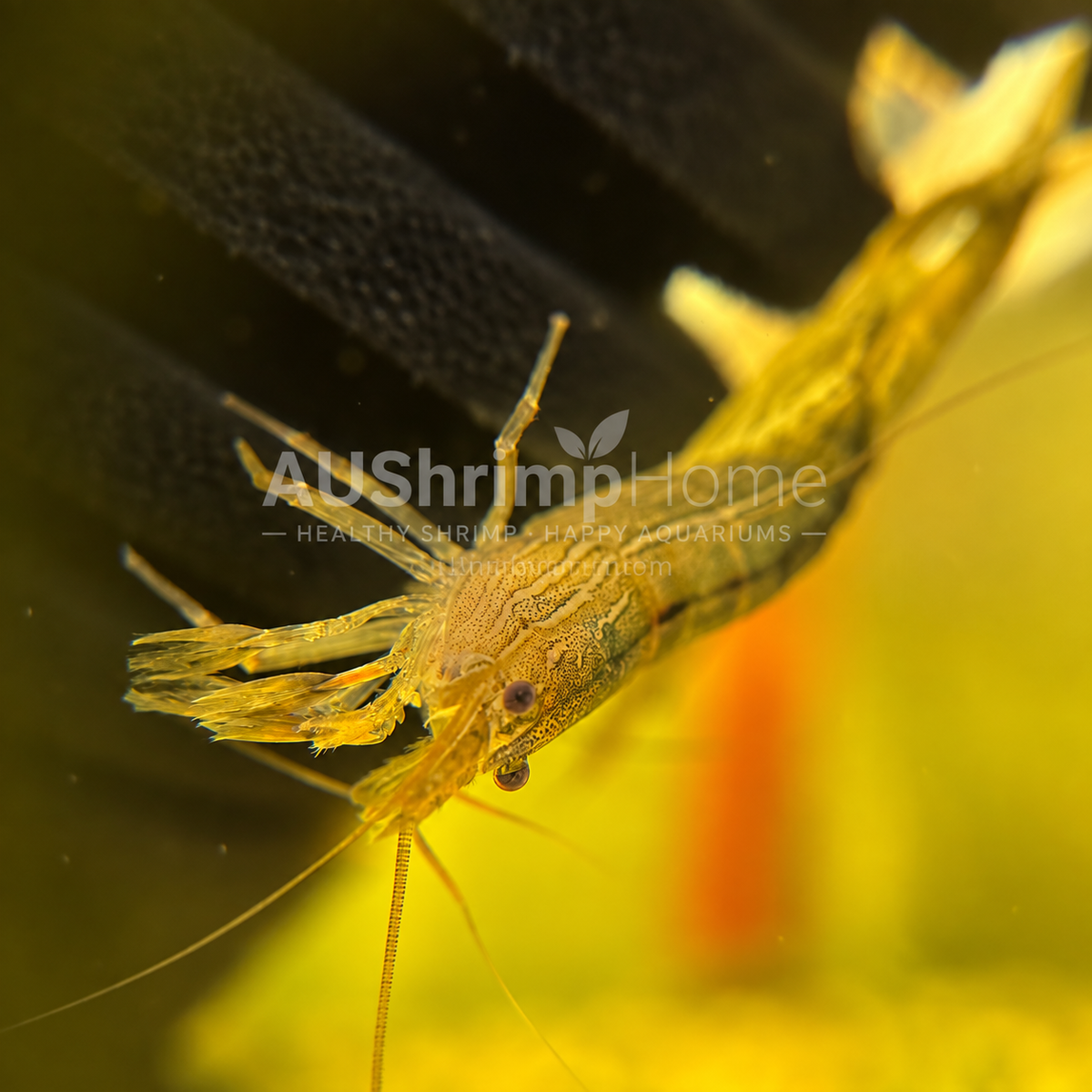 Australian Riffle Shrimp | Native Freshwater Aquarium Shrimp