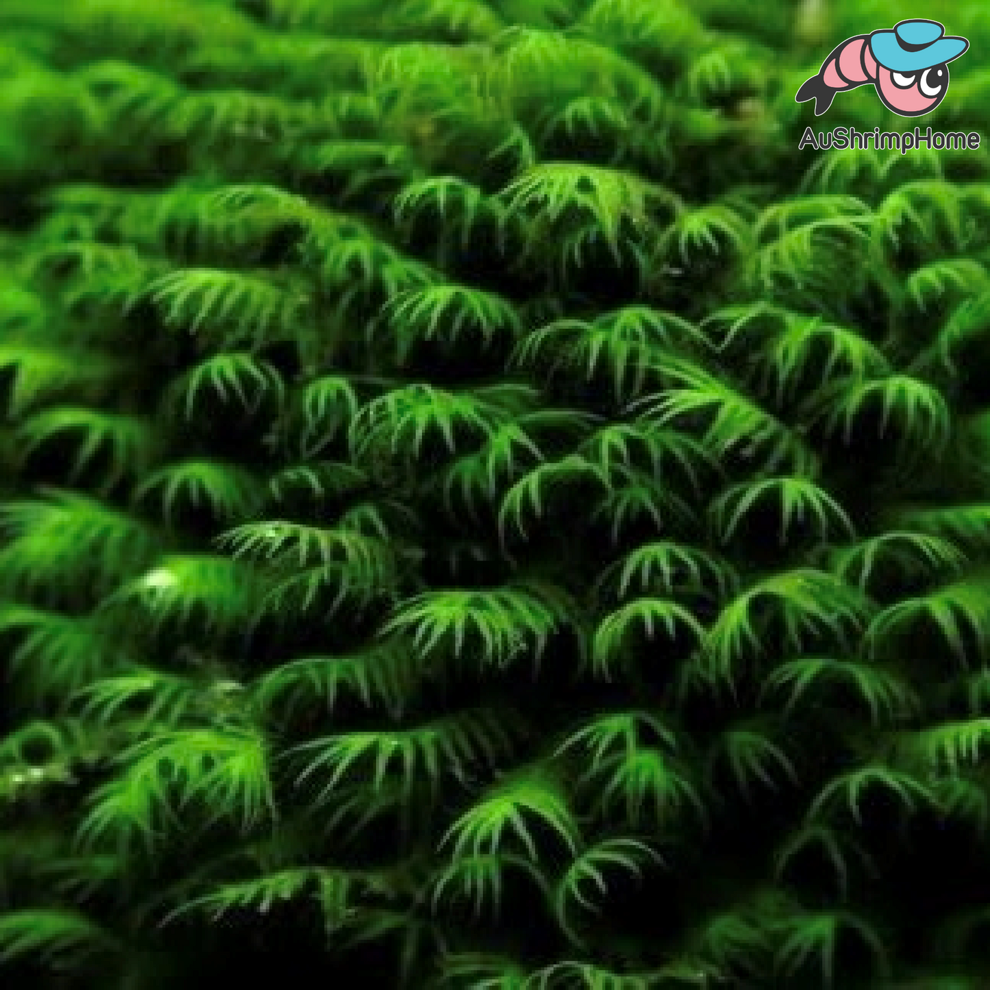 Us fissiden | Phoenix Moss