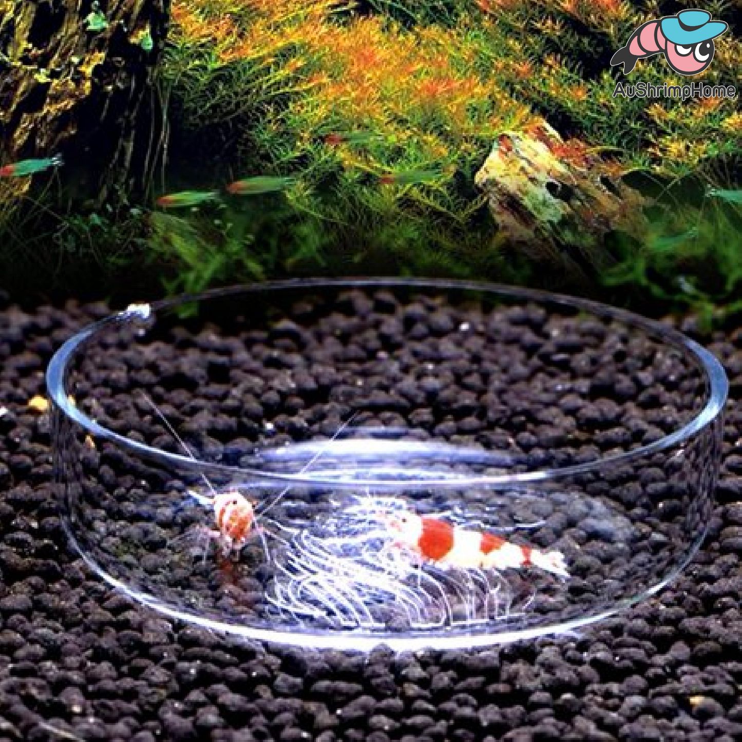 Feeding Dish