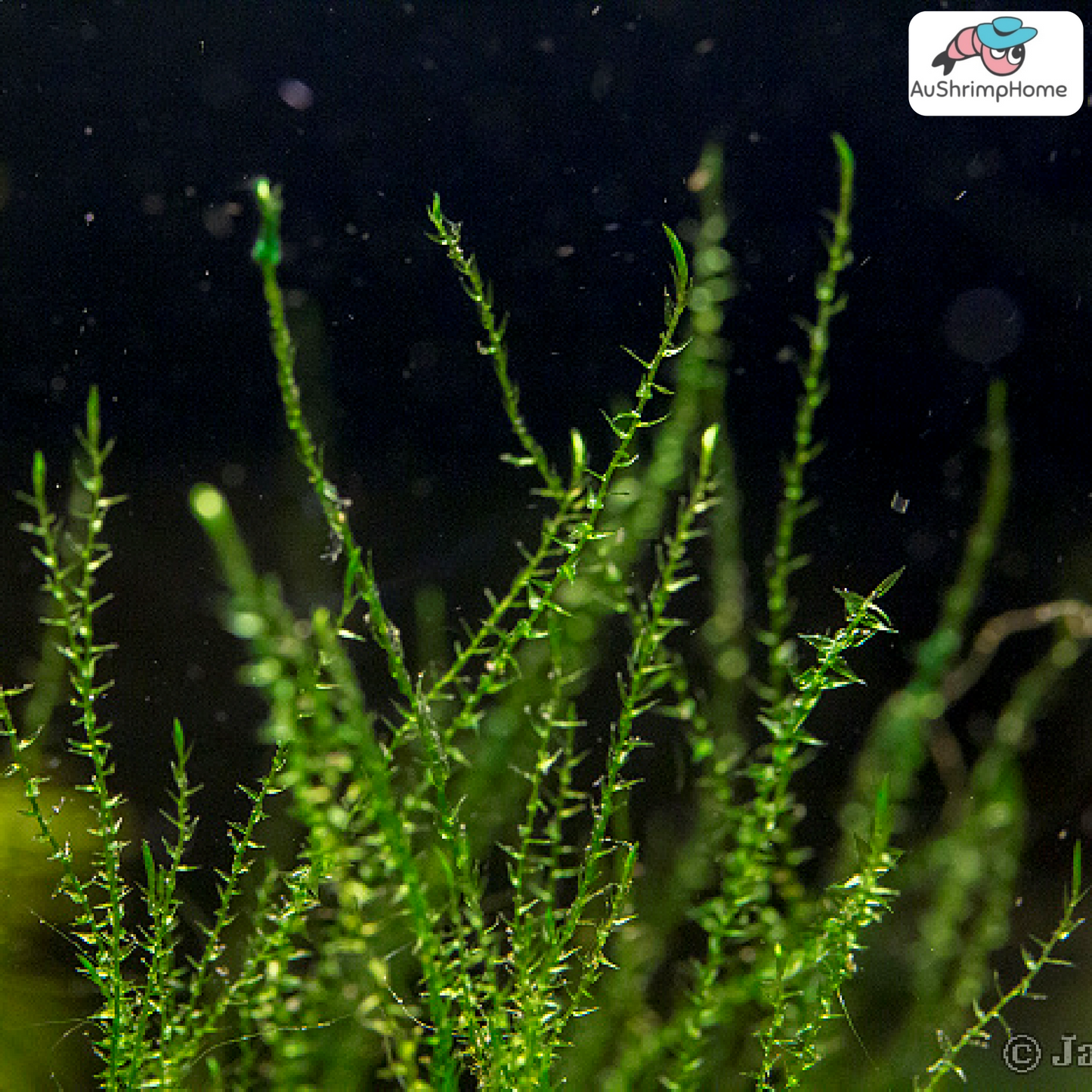 Stringy Moss | Leptodictyum Riparium