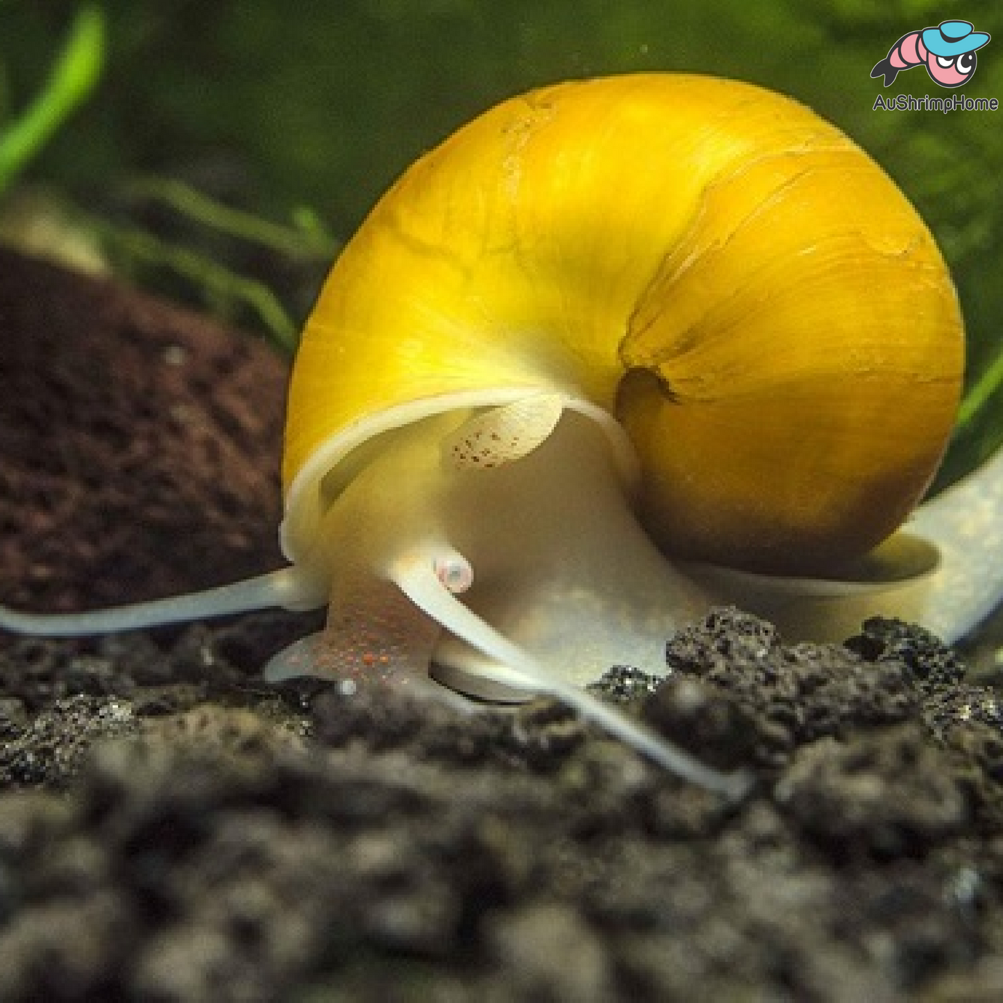 Mystery Snail | Gold