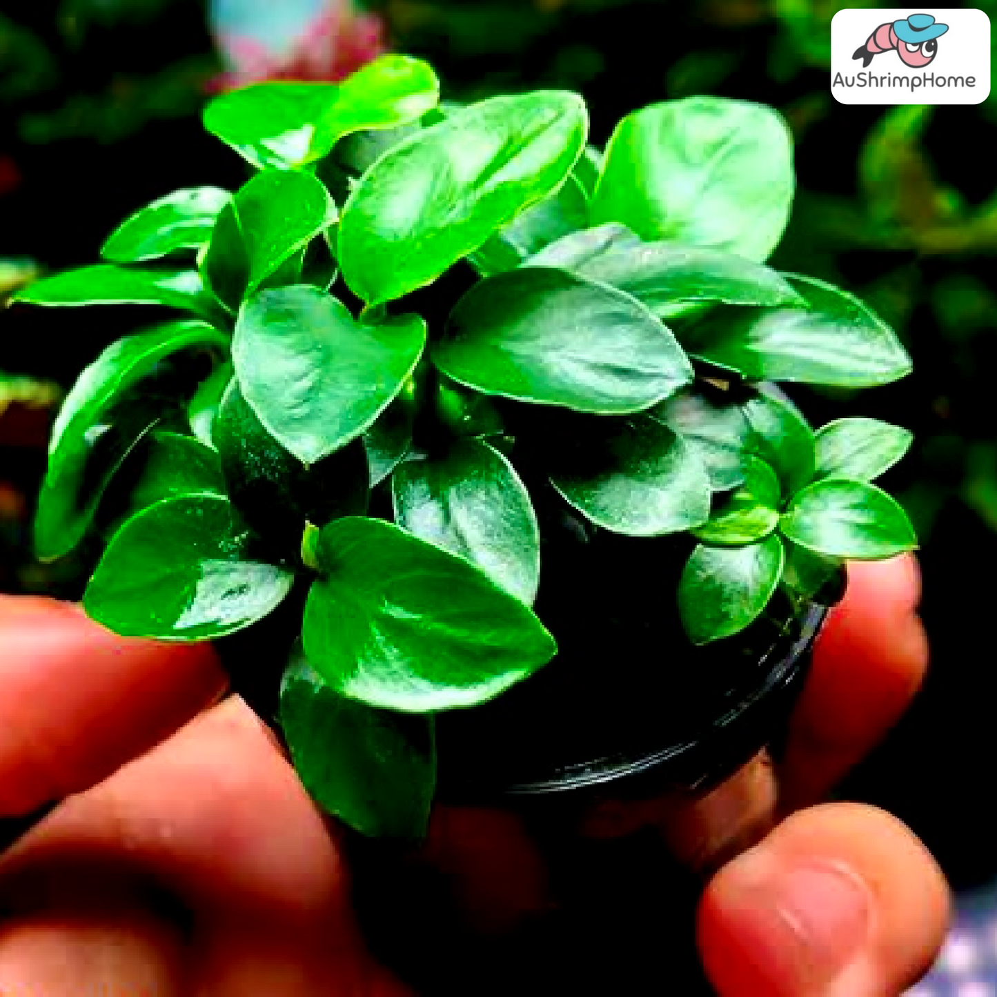 Nana Petite | Anubias barteri “petite”