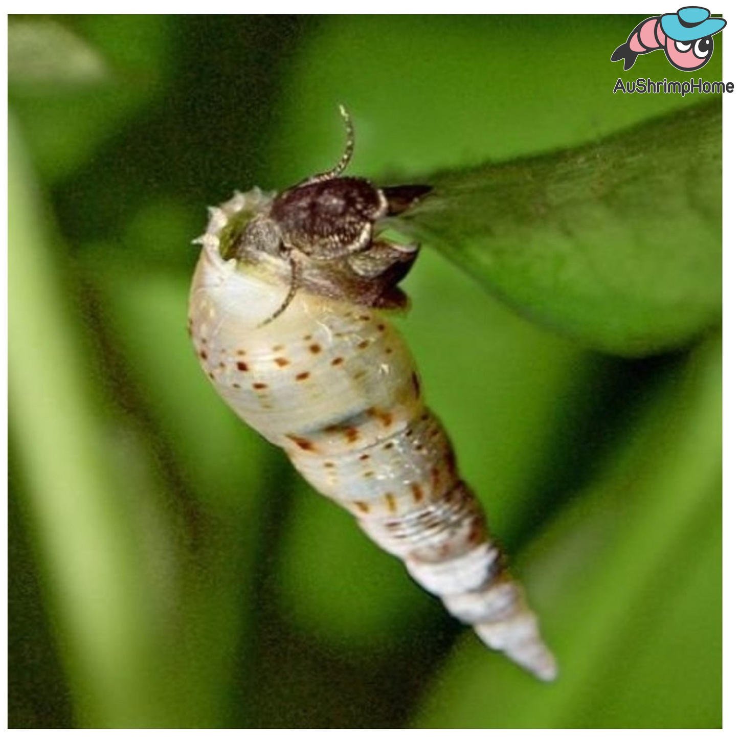 Malaysia Trumpet Snail