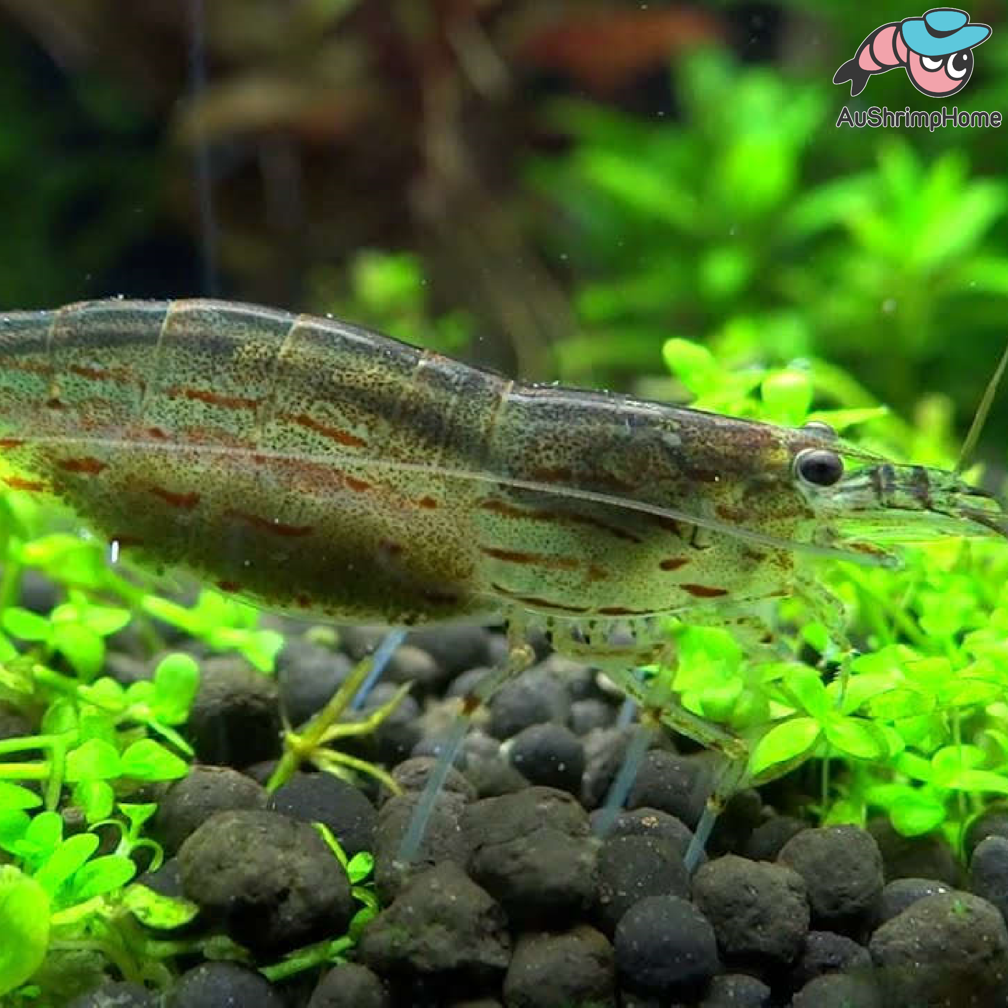 Buy amano shrimp online best sale