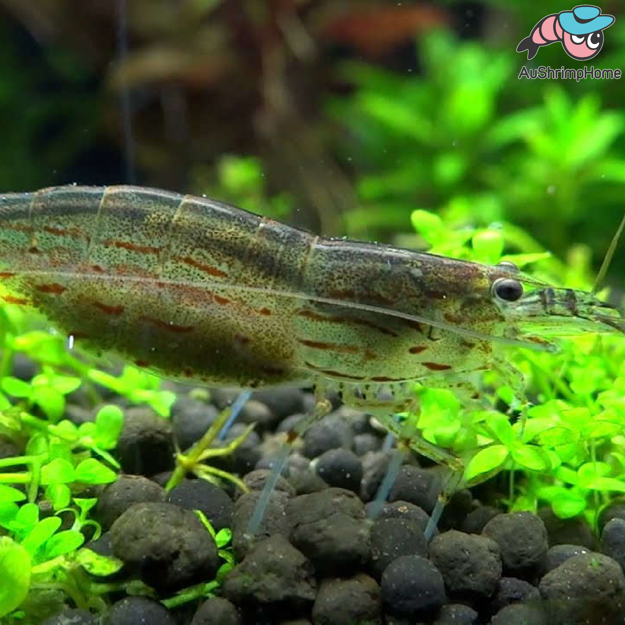 Buy amano shrimp online clearance