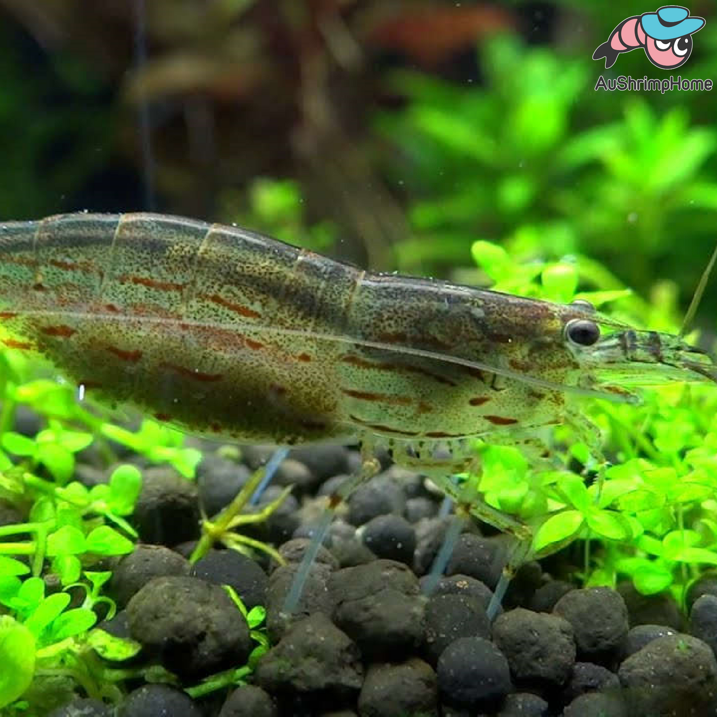 Australia Amano Shrimp | Best Algae-eating Shrimp