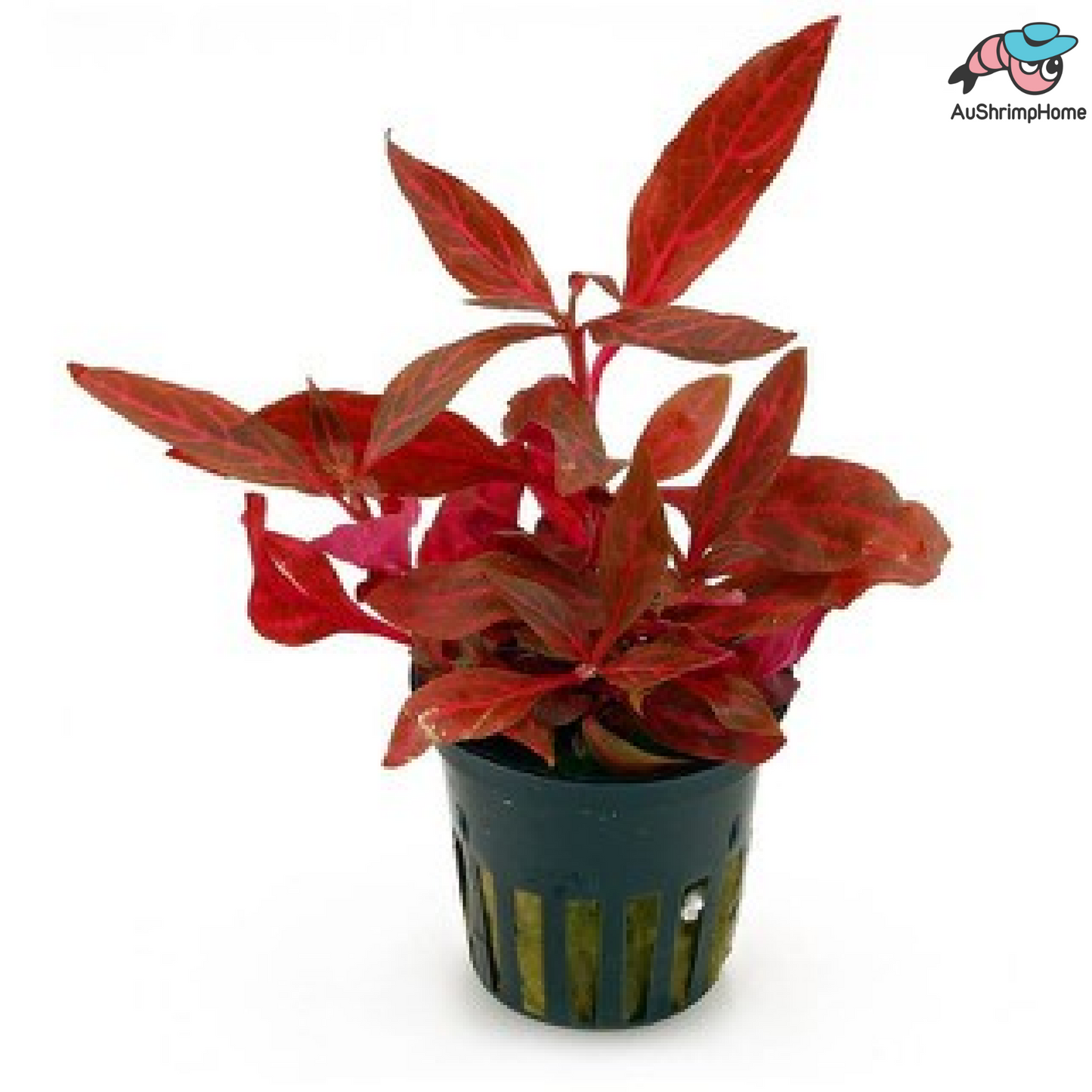 Alternanthera Reineckii | AR