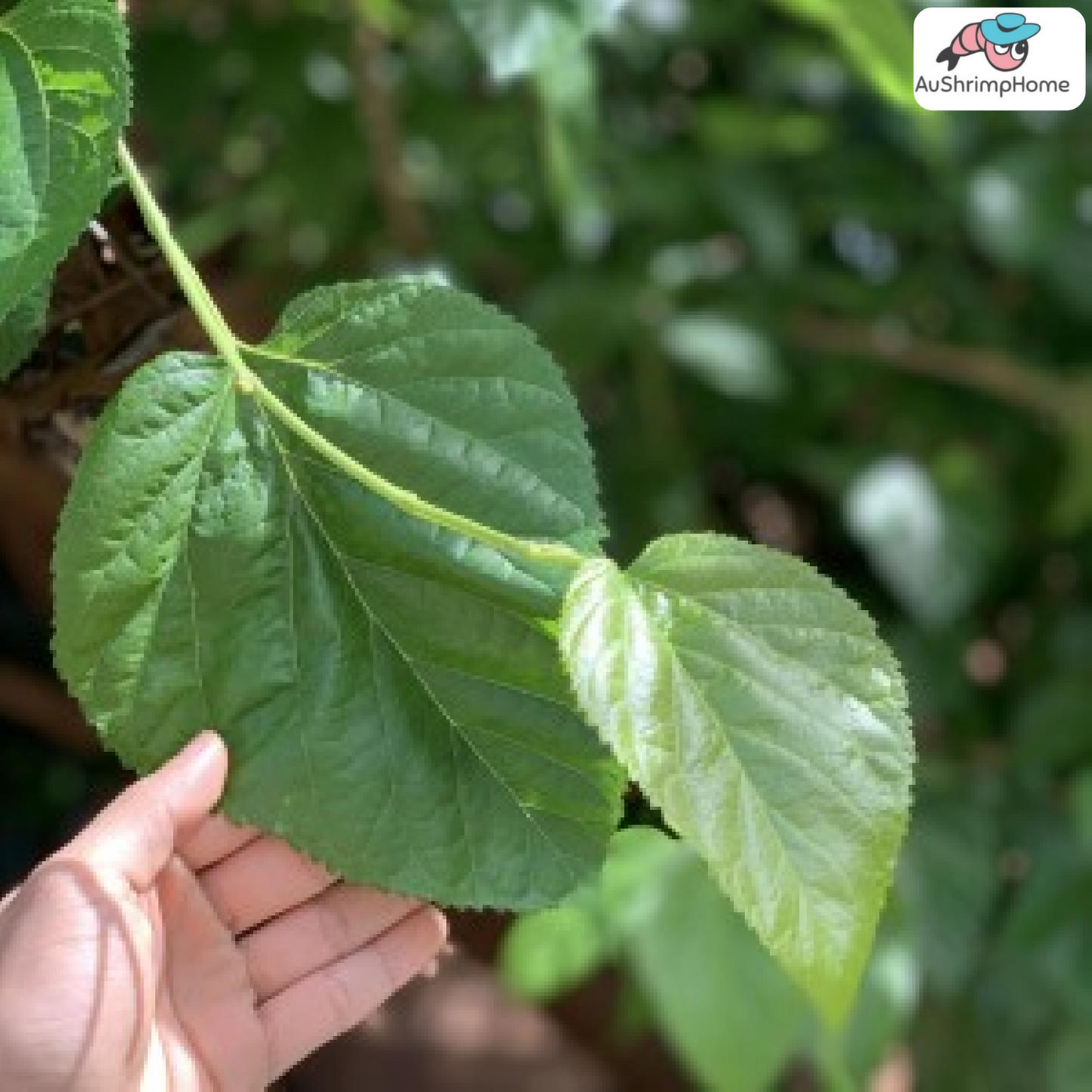 Dry Mulberry Leaves | Organic Food Source