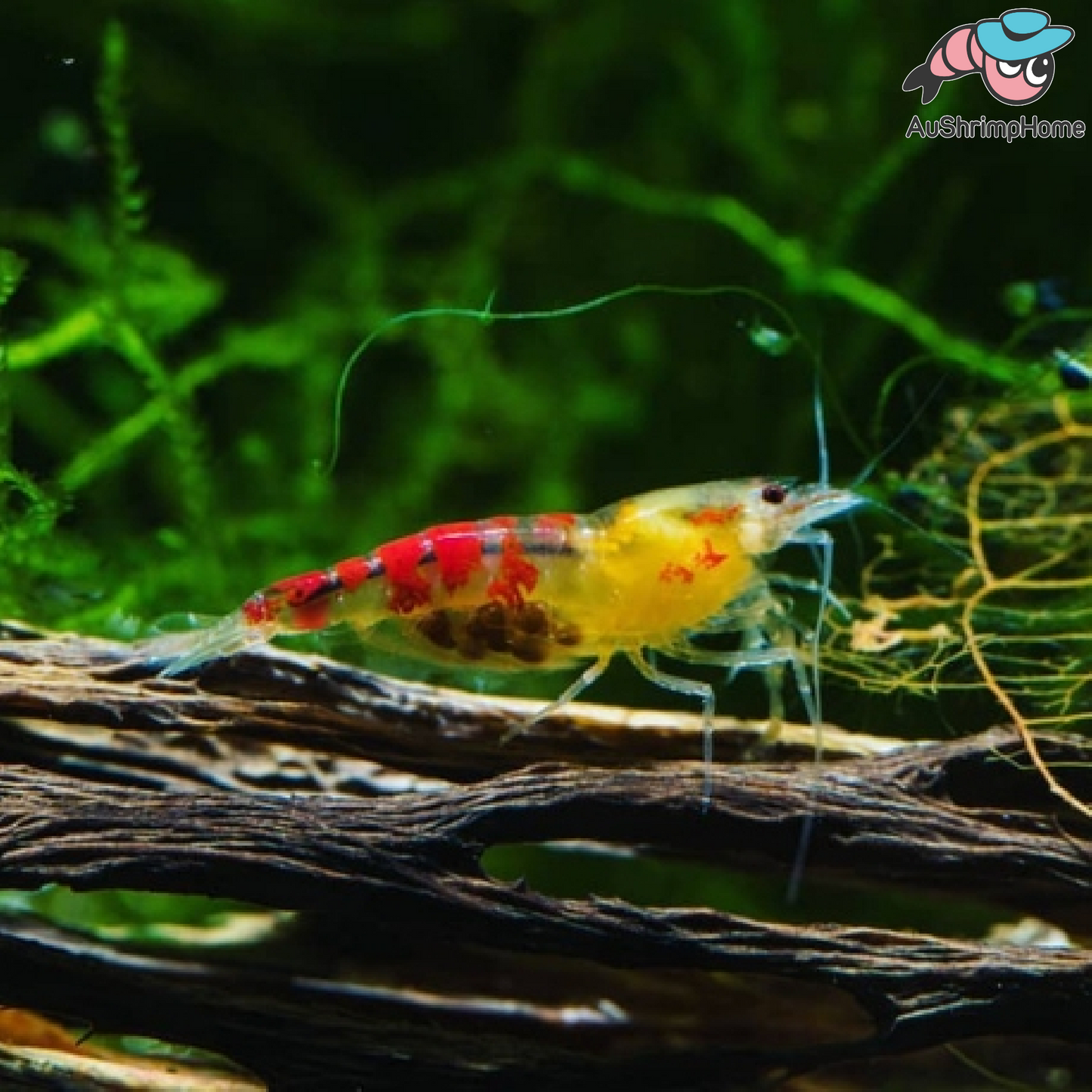 Red Calceo Bee | Caridina