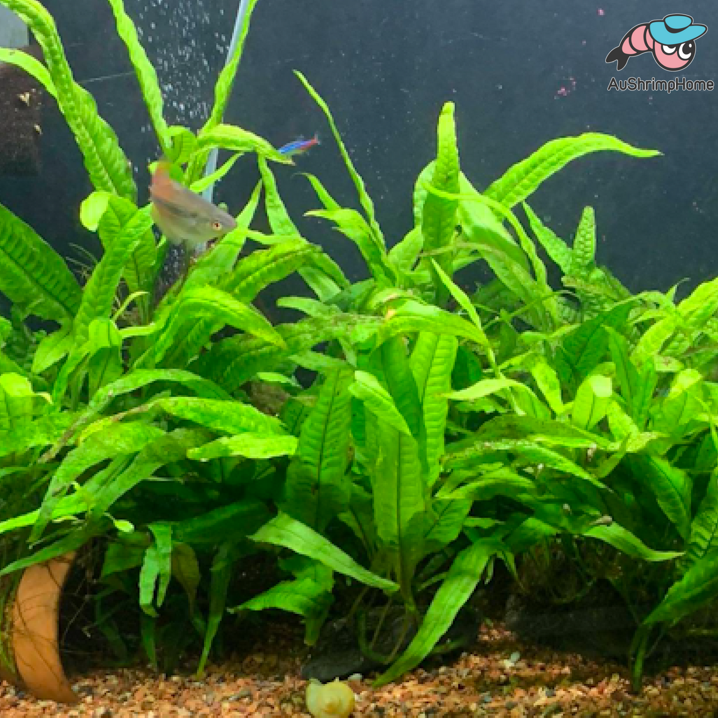 Mini Java Fern Indo | Small Leave