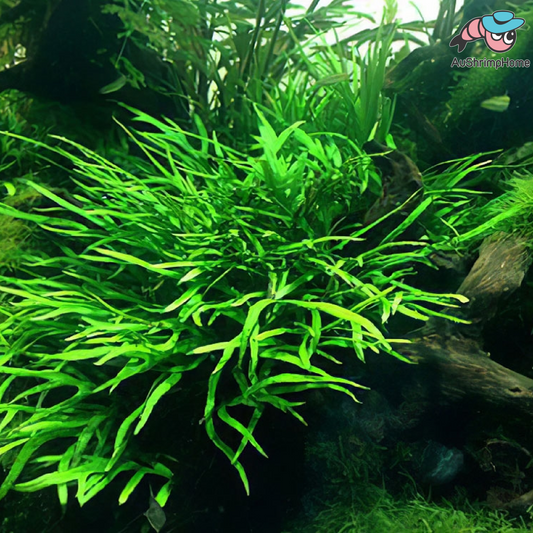 Flash Sale! Trident Fern | Microsorum Pteropus "Trident"