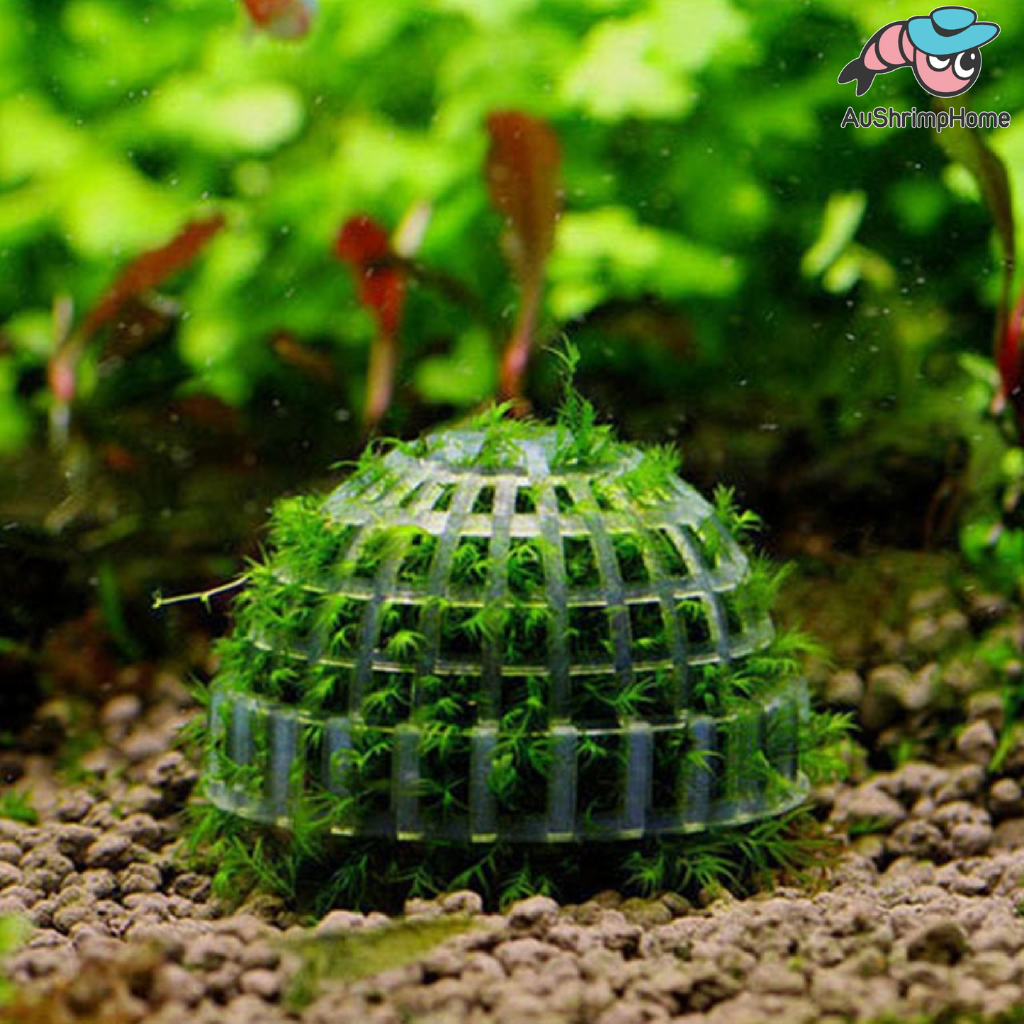Moss Ball Dome Holder | Marimo Filter