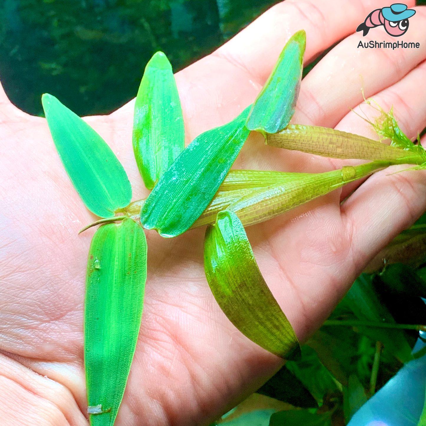 Hygroryza aristata | Floating Plant