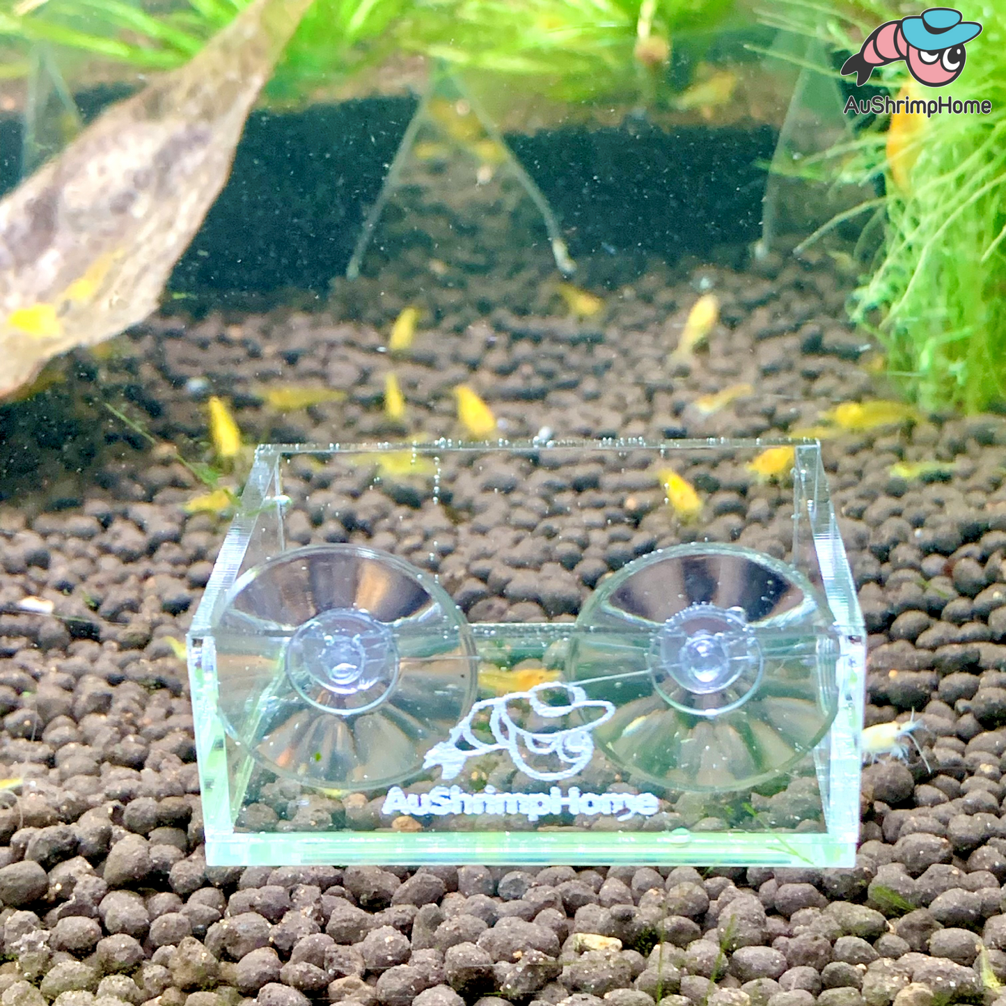 Feeding Dish | Stick on Glass
