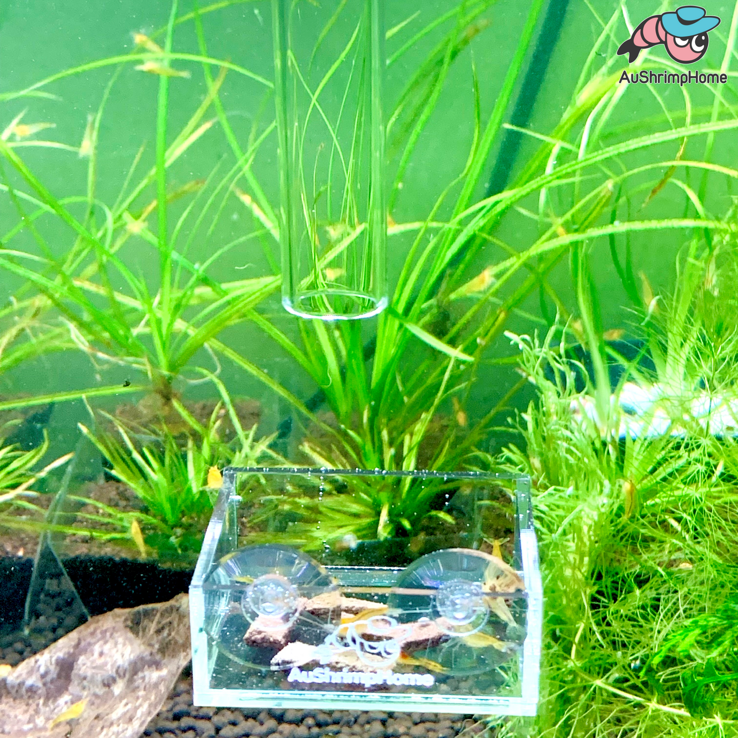 Feeding Dish | Stick on Glass
