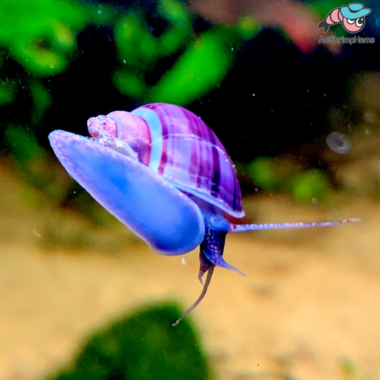Mystery Snail | Purple (Very Nice color)