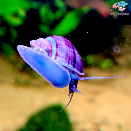 Mystery Snail | Purple