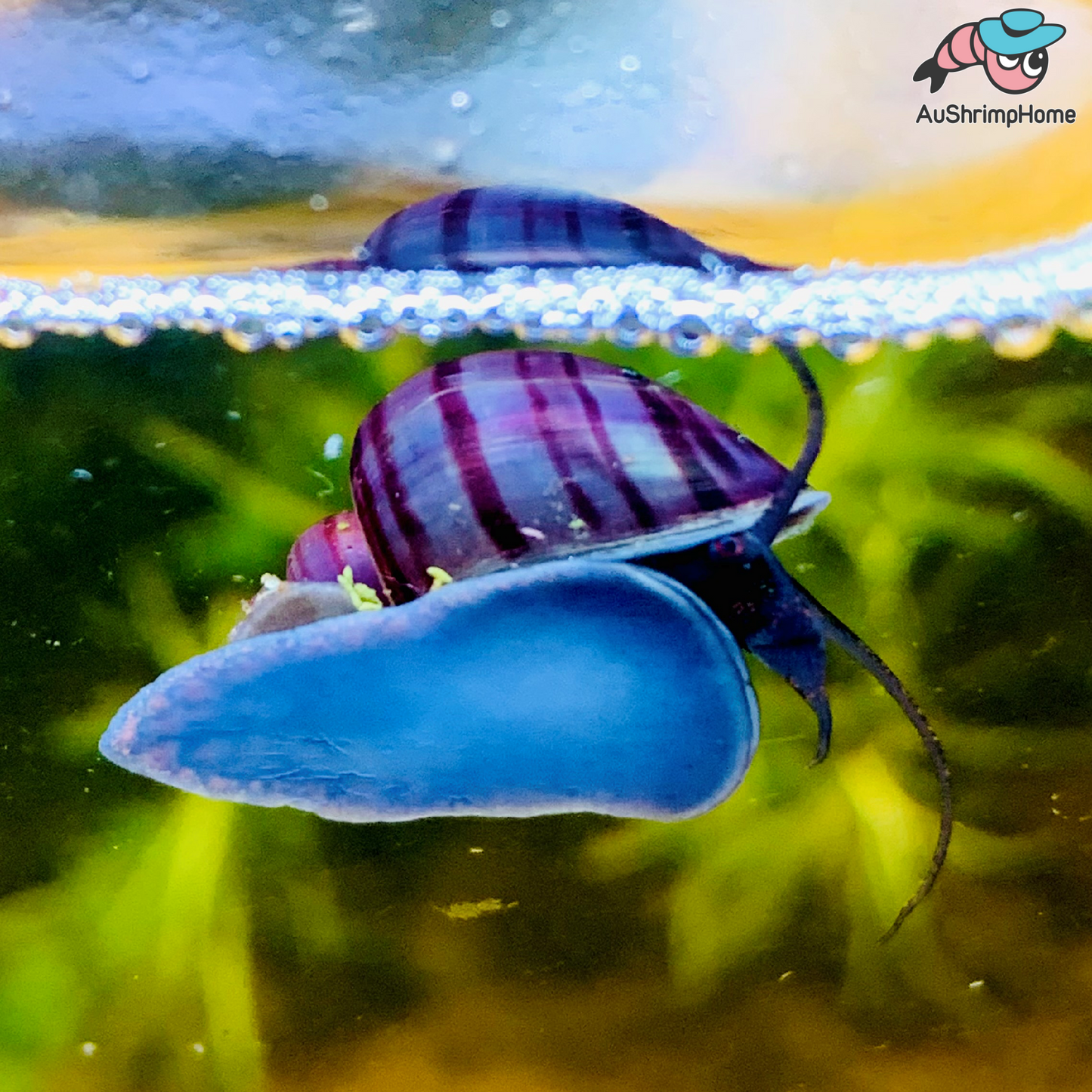 Mystery Snail | Purple (Pure Line)