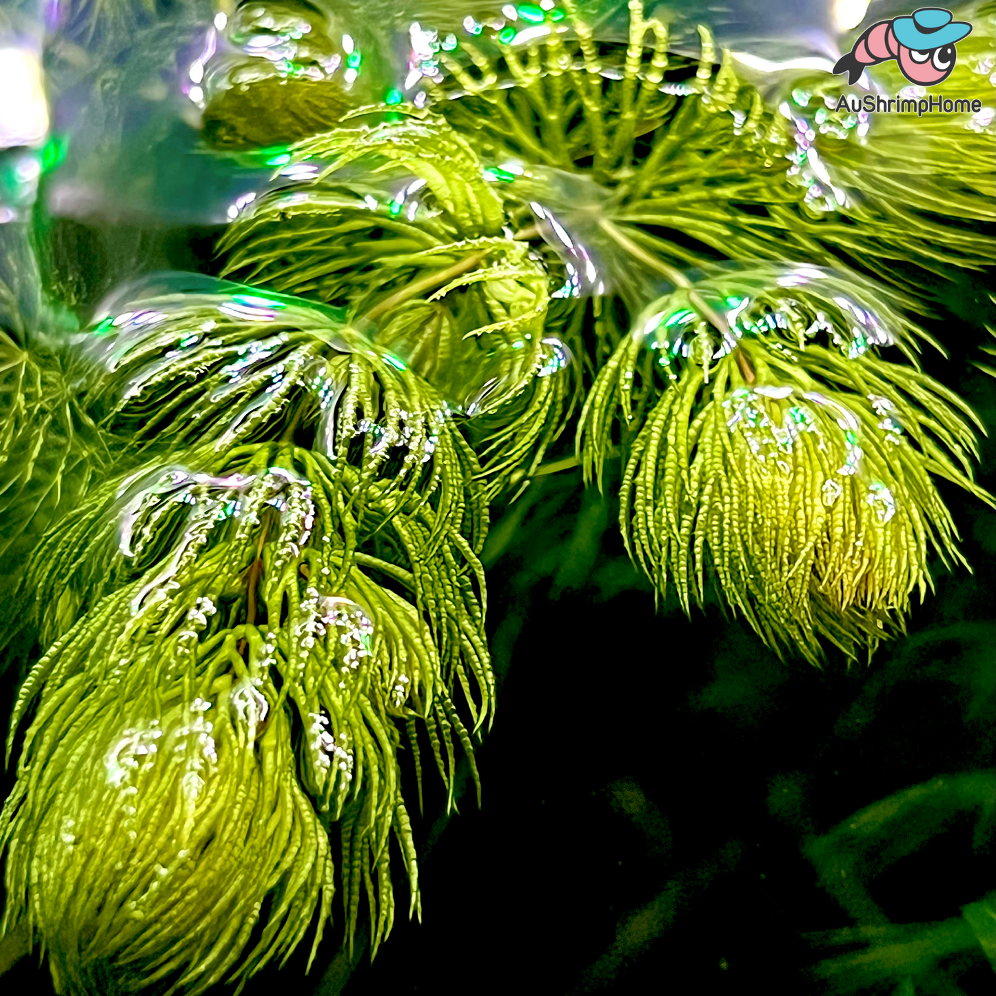 Foxtail | Hornwort Celatophyllum