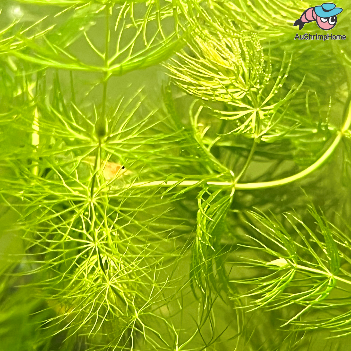 Foxtail | Hornwort Celatophyllum