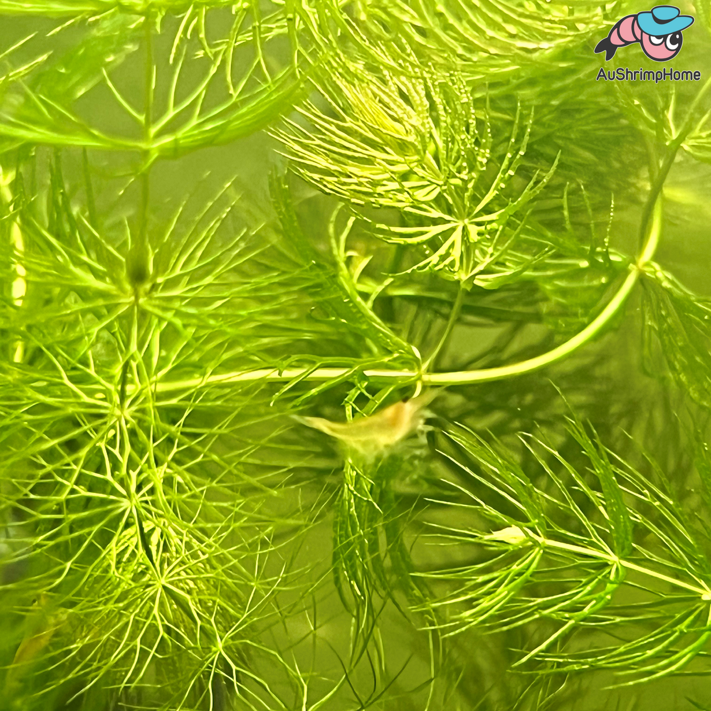 Foxtail | Hornwort Celatophyllum