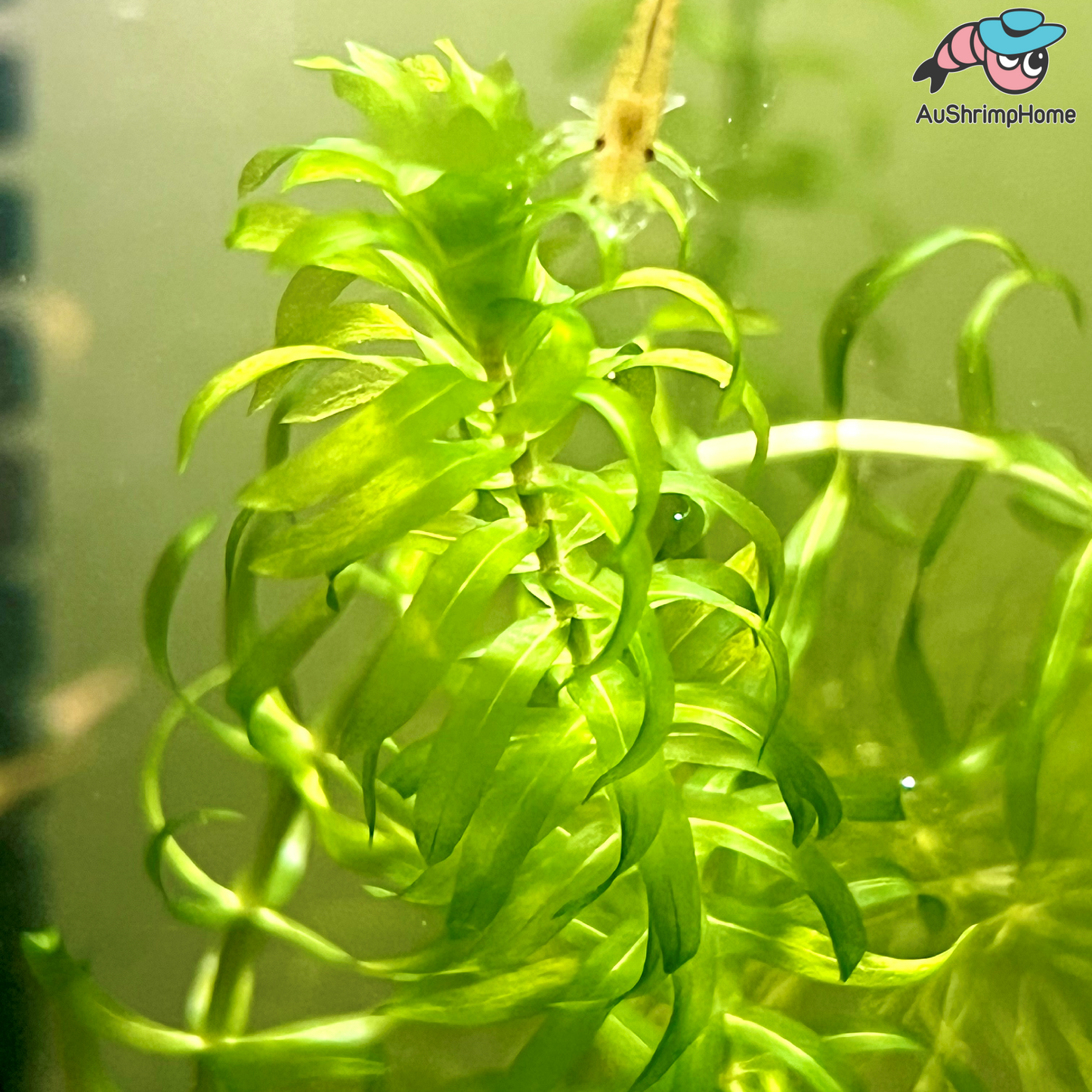 Anacharis | Egeria densa
