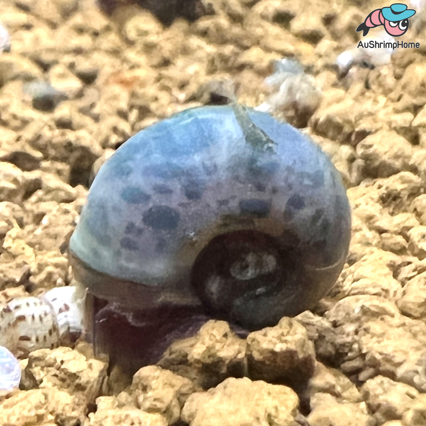 Spotted Blue Ramshorn Snail | Algae-eating Snail