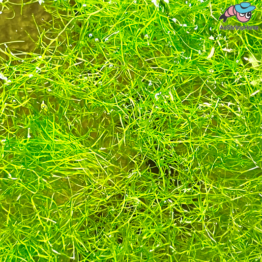 Riccia fluitans | Floating Crystalwort