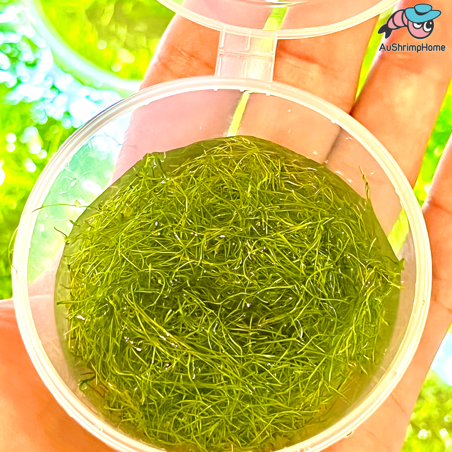Riccia fluitans | Floating Crystalwort