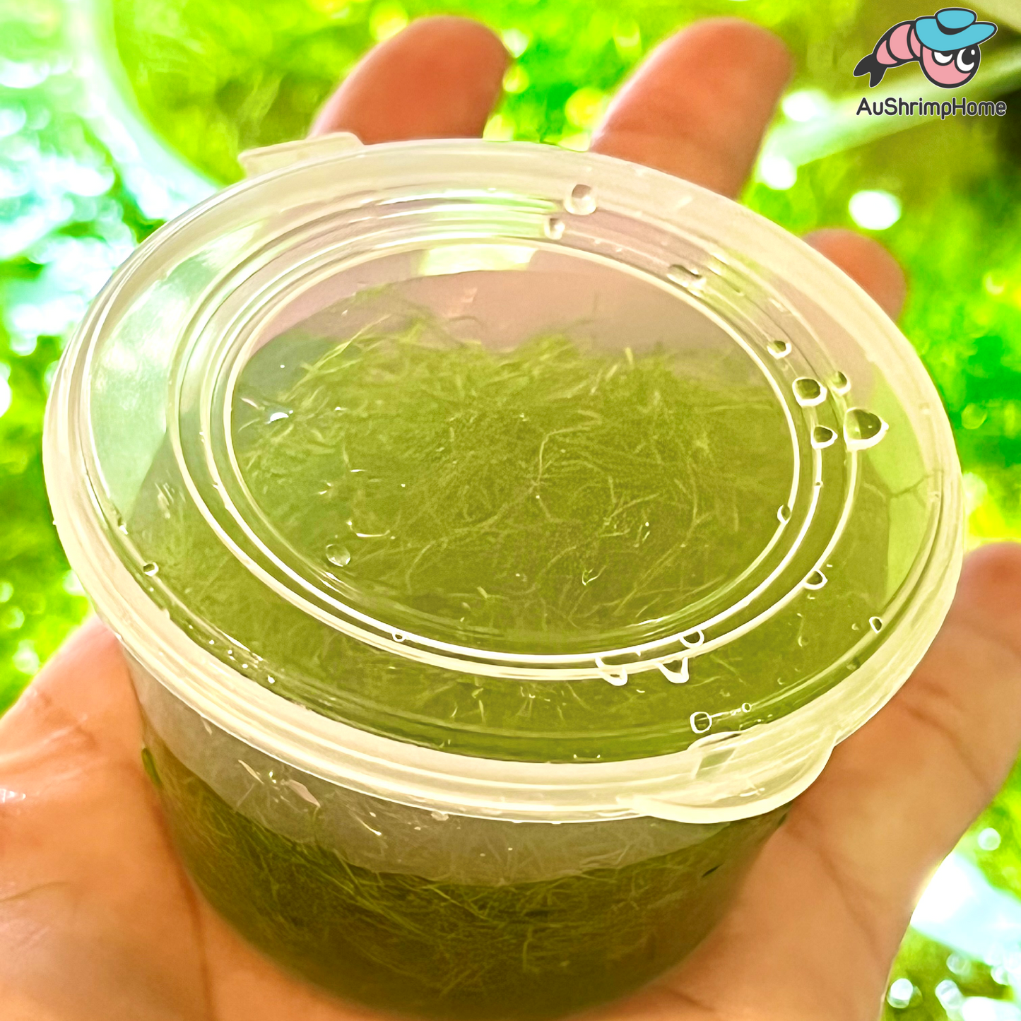 Riccia fluitans | Floating Crystalwort