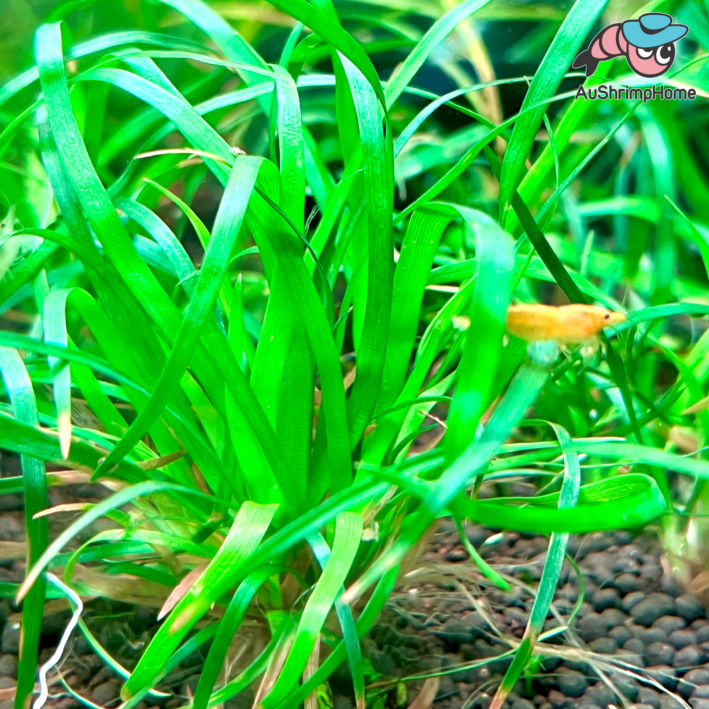 Eriocaulon sp. Goias