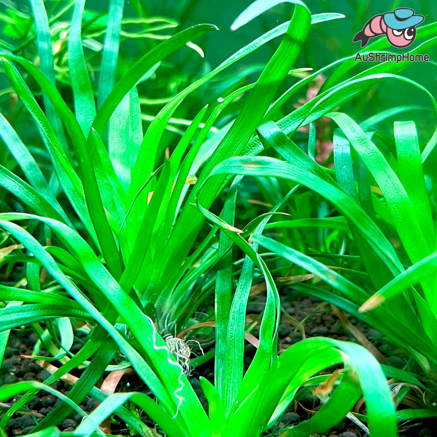Eriocaulon sp. Goias