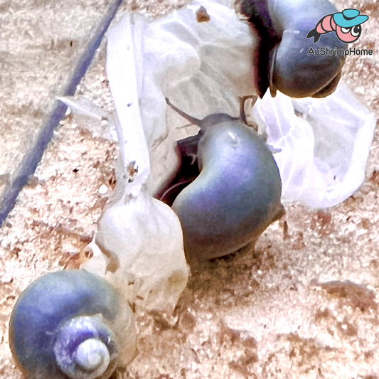Blue Mystery Snail