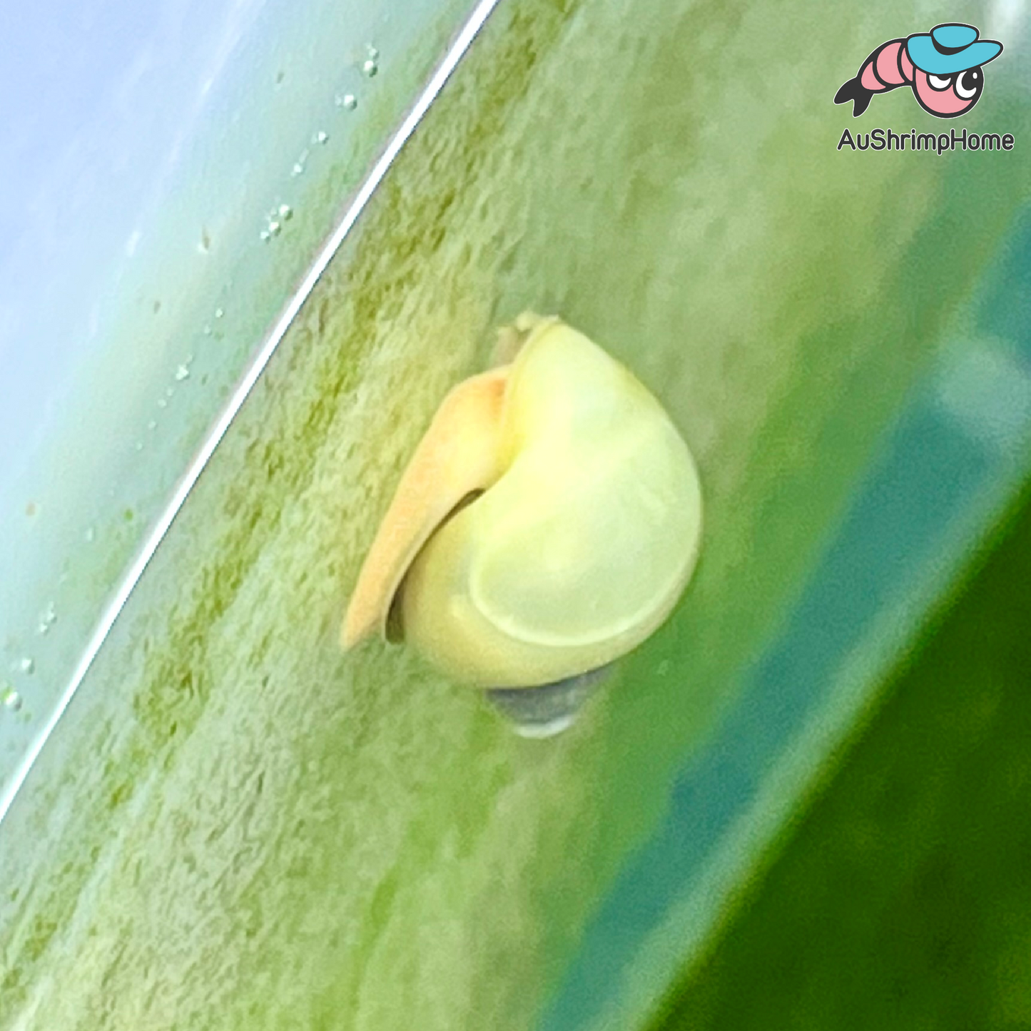 Mystery Snail | Ivory/White
