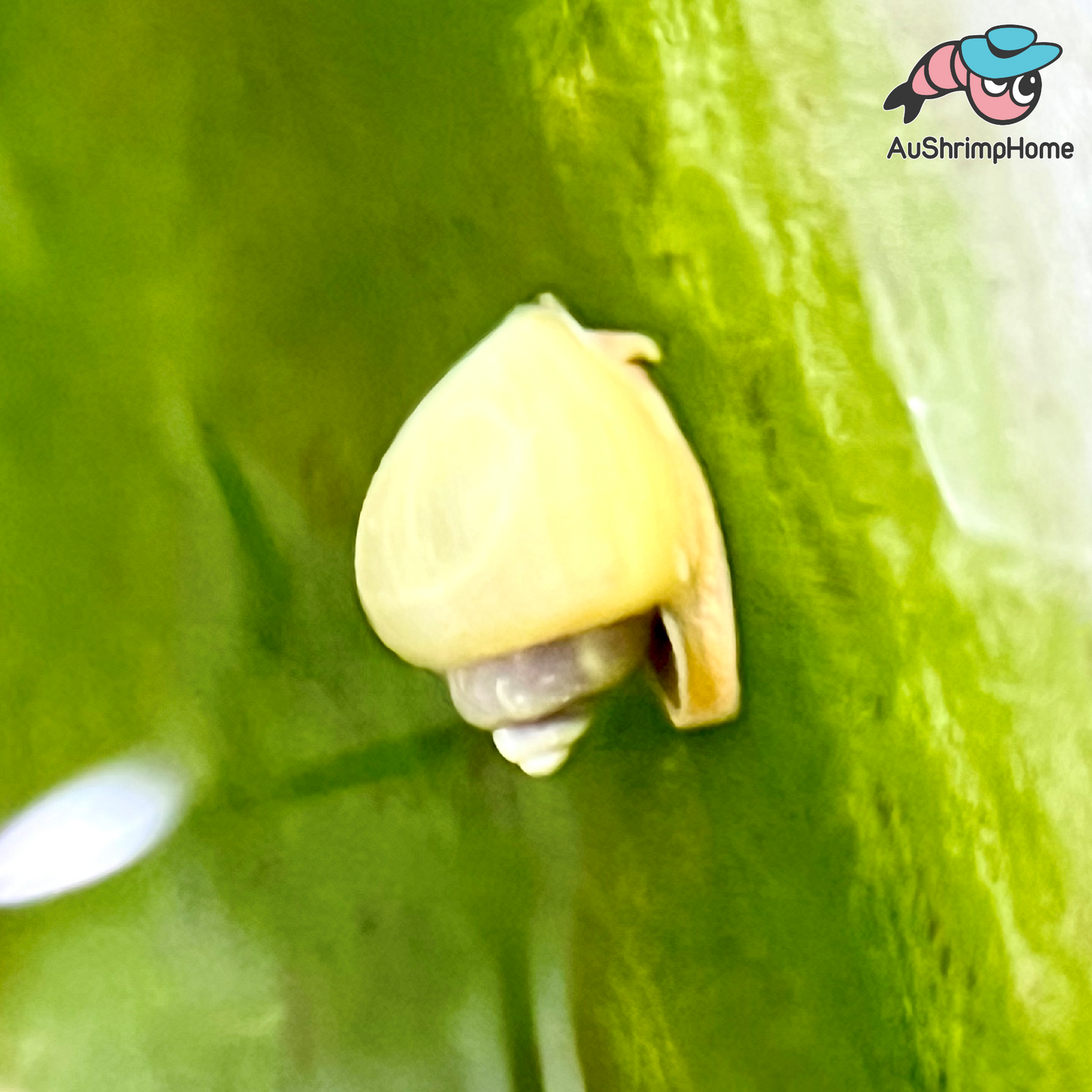 Mystery Snail | Ivory/White