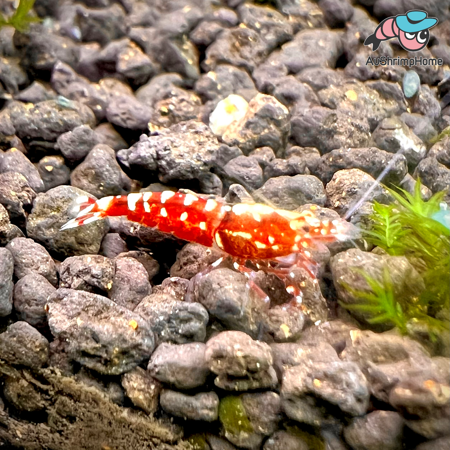 Red Galaxy | Mix Grade