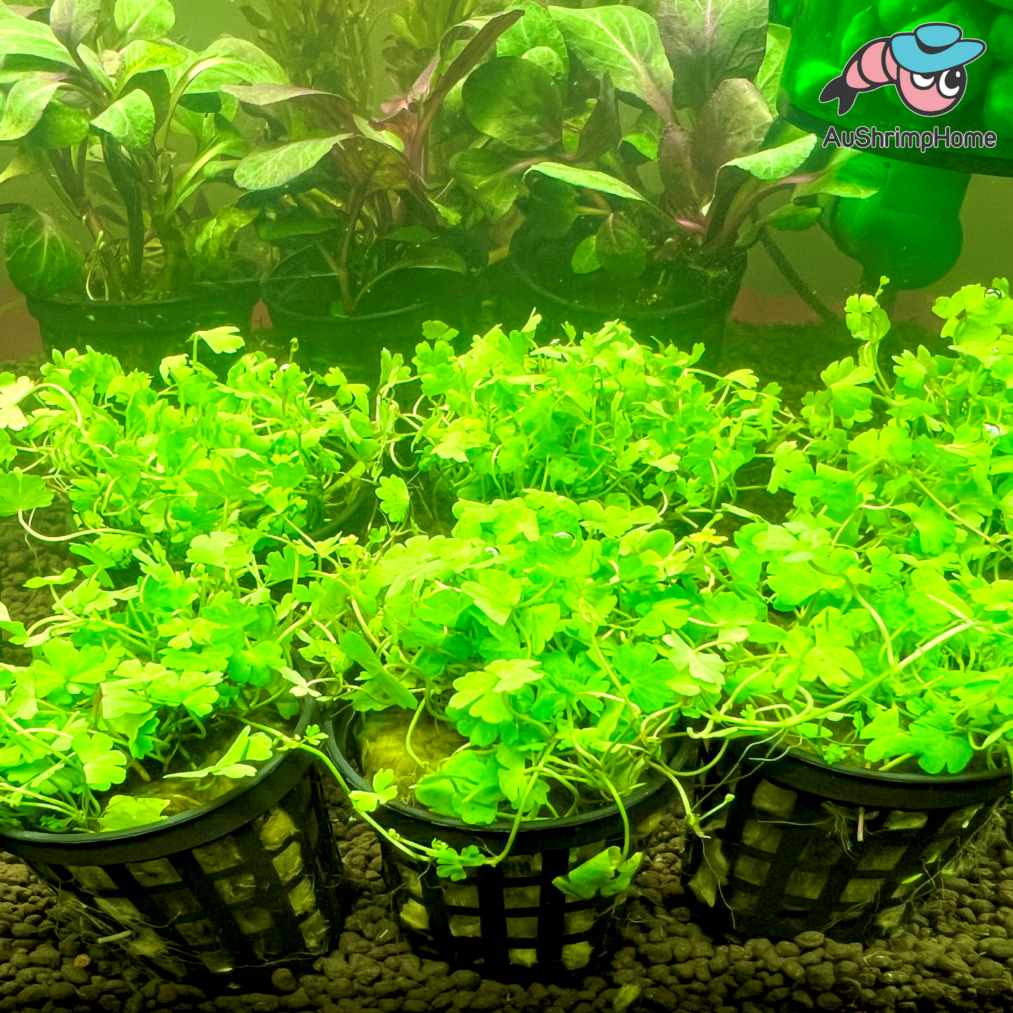 Hydrocotyle Tripartita Japan