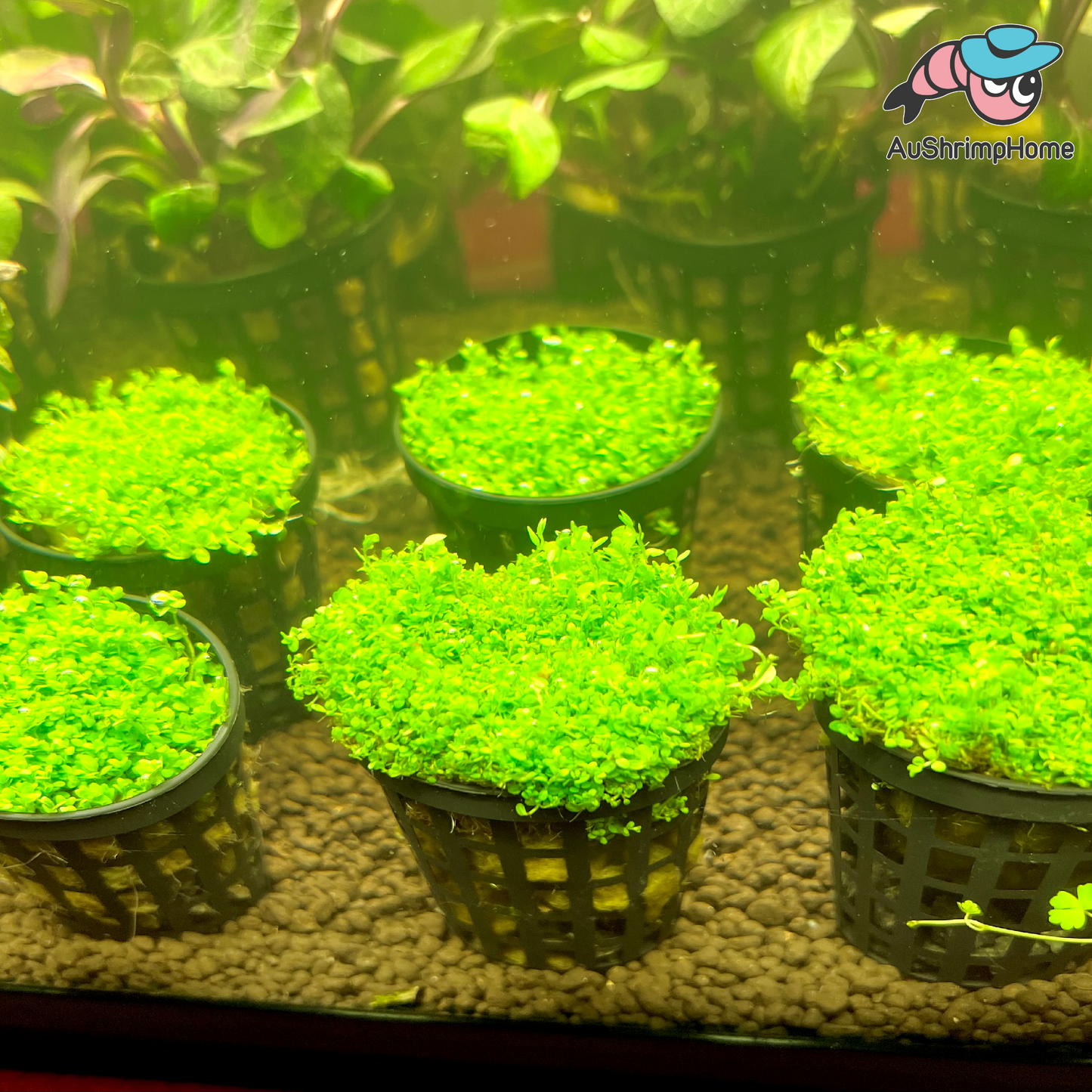 Monte Carlo | Micranthemum 'Monte Carlo'