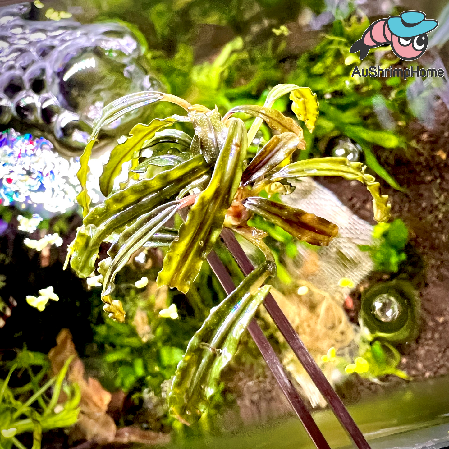 Red Velvet | Bucephalandra sp. Velvet