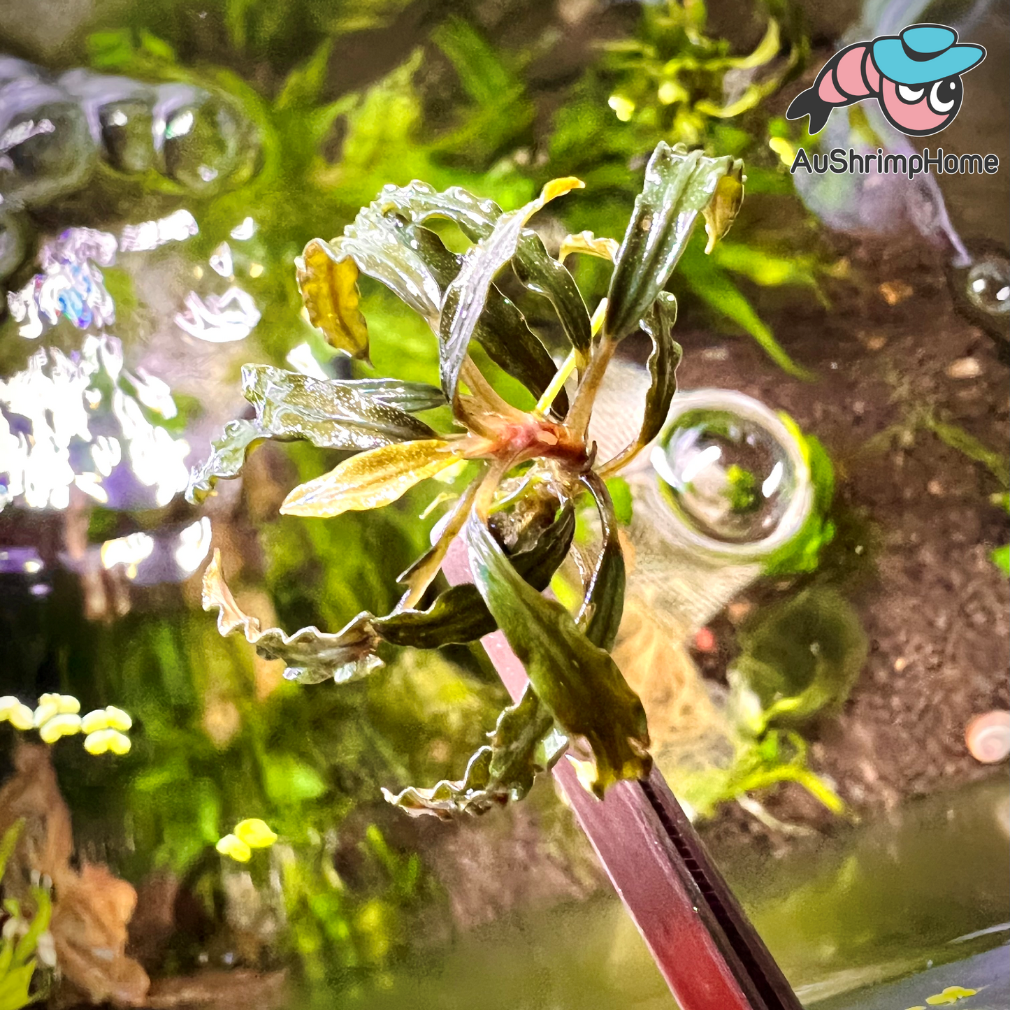 Red Velvet | Bucephalandra sp. Velvet