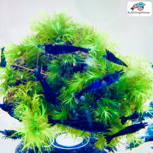 Blue Diamond Package | 10 Blue Diamond Shrimps and Essential Stuff