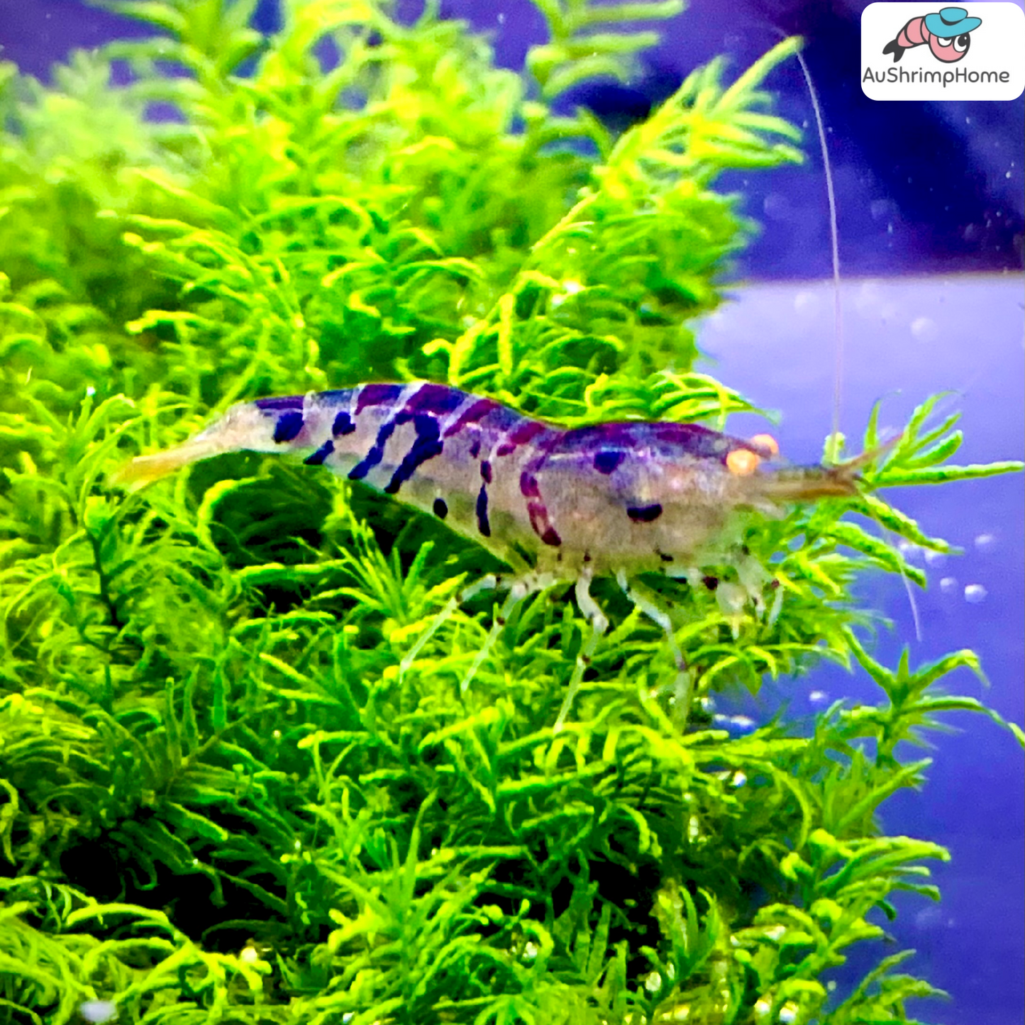 Orange Eyes Blonde Tiger | OEBT